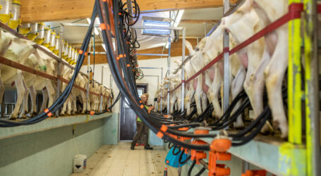 Milchtagung und AMA-Forum gemeinsam