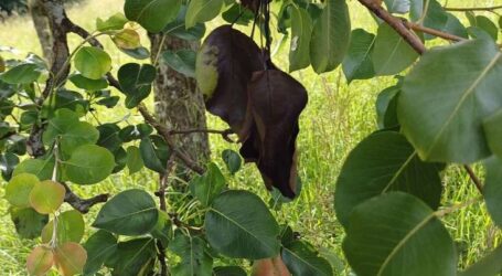 Feuerbrand ist wieder zurück