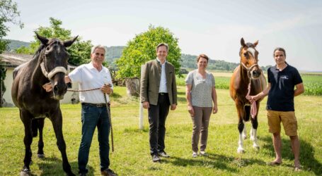 Pferdeeinstellbetriebe steuerlich entlastet