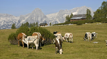 Am 15. Juni feiern Demeter-Bauern Lange Nächte