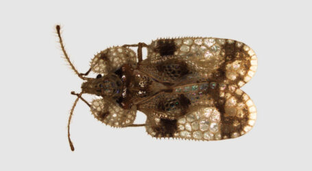 Eichennetzwanze macht sich heimisch