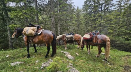 2. Ennstaler Pferdeforum