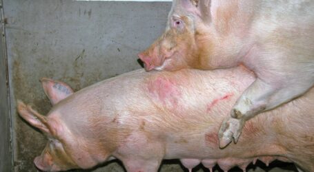 GreenPork Agrar neuer KB-Partner der PIC