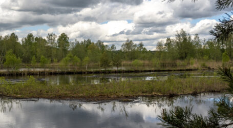 Fotowettbewerb „Wunderwelt Feuchtgebiet“ startet