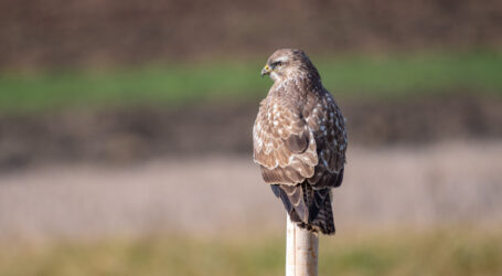 Zwei Praxiswerkstätten über Greifer und Schmetterlinge
