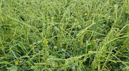 Unwetterschäden in Oberösterreichs Landwirtschaft