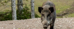 Alles zur Afrikanischen Schweinepest