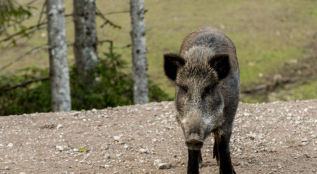 Alles zur Afrikanischen Schweinepest