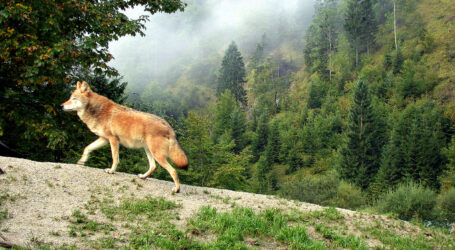 Tierschutz Austria zum Wolfs-EuGH-Urteil