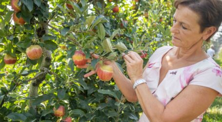 Steirischer Obstbau in kritischer Lage