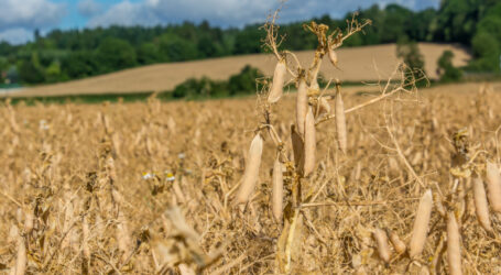 Für Hülsenfrüchte ist noch Platz am Teller