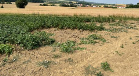 Feldfrüchte und Obst bei Dieben begehrt