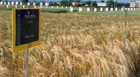 Saatgut Austria investiert in Zucht auf Klimafitness