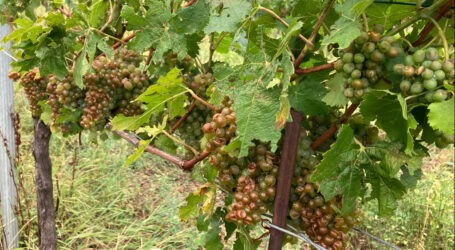 Wiener Weinkulturen schwer verhagelt