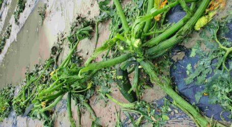 Unwetter trafen Tirol und Salzburg