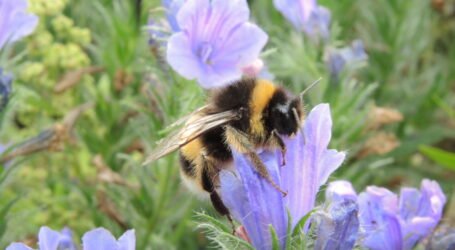 Hummeln beobachten und schützen