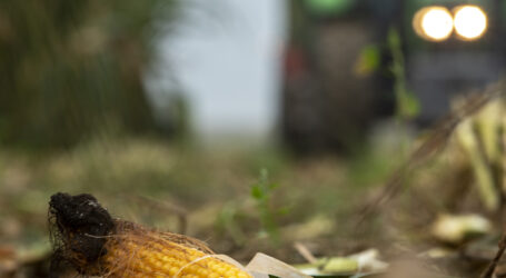 Getreide-Importe entzweien Bio Austria