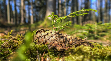 Produktivität benötigt neues Baumartenspektrum