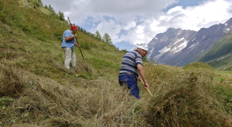 31. Freilandtagung mit Lösungsanspruch
