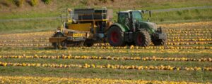 Kürbisernte geht früh zu Ende