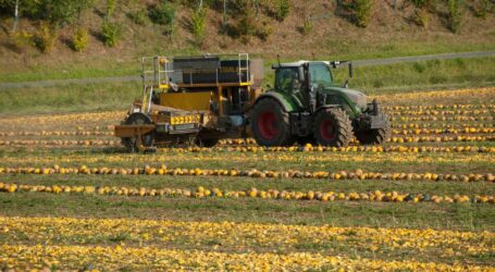 Kürbisernte geht früh zu Ende