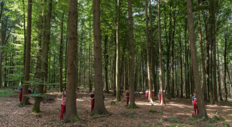 LFBÖ: EU-Kommission soll Entwaldungs-VO reparieren