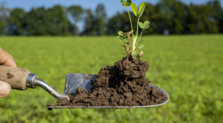 EU-Rechnungshof durchleuchtet Bioförderung