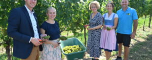 Weinlese fast vorüber an NÖ-Landesweingütern