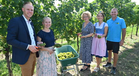 Weinlese fast vorüber an NÖ-Landesweingütern