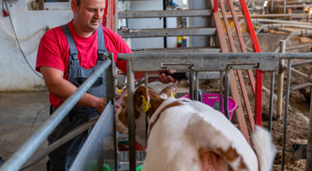 Grüner Bericht 2024 online verfügbar