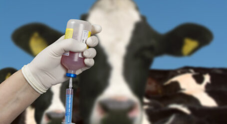 LKÖ-Website über Blauzungenkrankheit