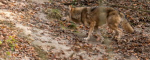 NÖ-Bauernbund erfreut über neuen Wolfstatus