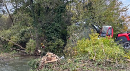 Rodung von Auwaldriesen unter massivem Protest