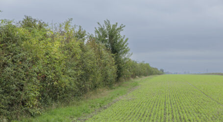 Bio Austria stellt Biodiversität in Auslage
