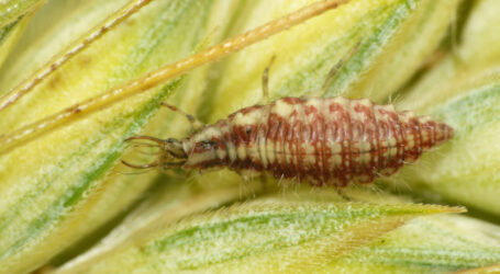 Auch IBMA fordert schnellere Zulassung