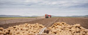 Genug heimische Erdäpfel auf Lager