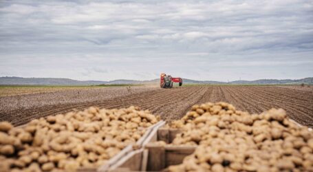 Genug heimische Erdäpfel auf Lager
