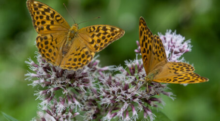 ÖKL Webinar Biodiv Escape