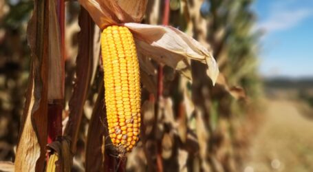 Einspruch gegen Maispatent abgelehnt