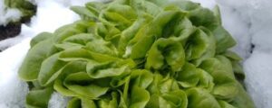 Schlägler Biogespräch mit Palme und Winkler