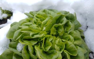 Schlägler Biogespräch mit Palme und Winkler