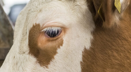 Blauzunge: Impfung einzig wirksame Methode