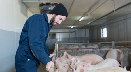 NTÖ sieht Österreich als im Tierschutz vorbildlich