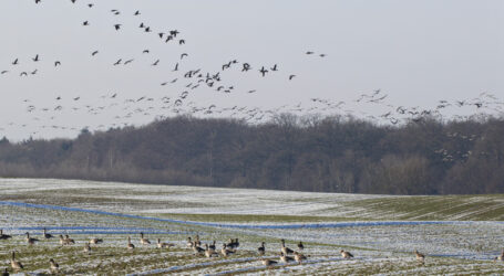 Gefahrlose Geflügelpest im Bezirk Braunau festgestellt