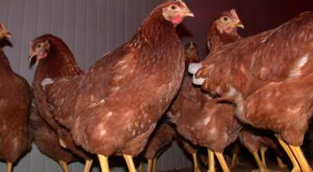 Hagelversicherung hilft bei Geflügelpest unverzüglich