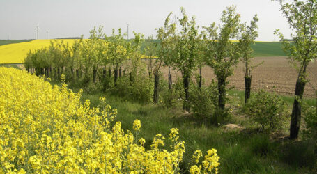 ÖKL-Webinar – Ab in die Hecke