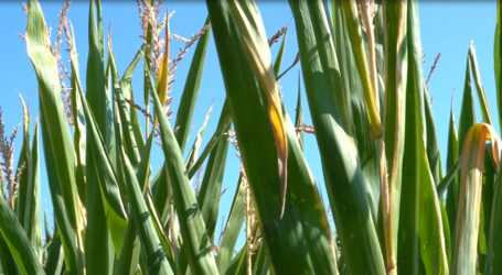 ÖKL-Webinar: Maisbau im Trockengebiet