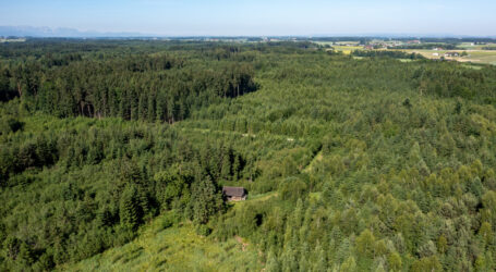 Entwaldungsverordnung auf Optimierungspfad