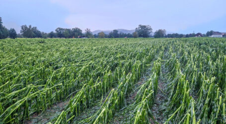 Bittere Jahresbilanz 2024