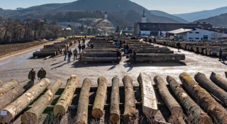 Eiche und Nuss weiter im Trend